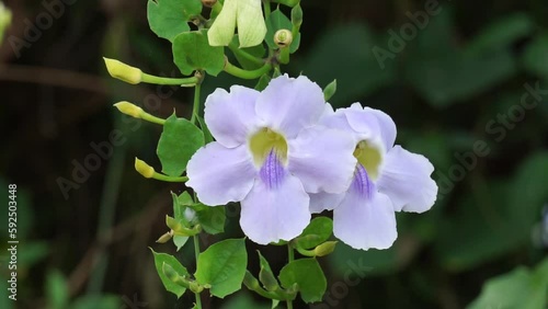 Thunbergia grandiflora (Also called Bengal clockvine, Bengal trumpet, blue skyflower) flower. Plants may grow to about 20 metres in height and have a long root system with a deep tap root photo