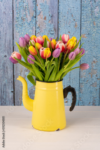 Fresh colorful bouquet of tulips in yellow enamel coffee pot in front of blue vintage wooden wall