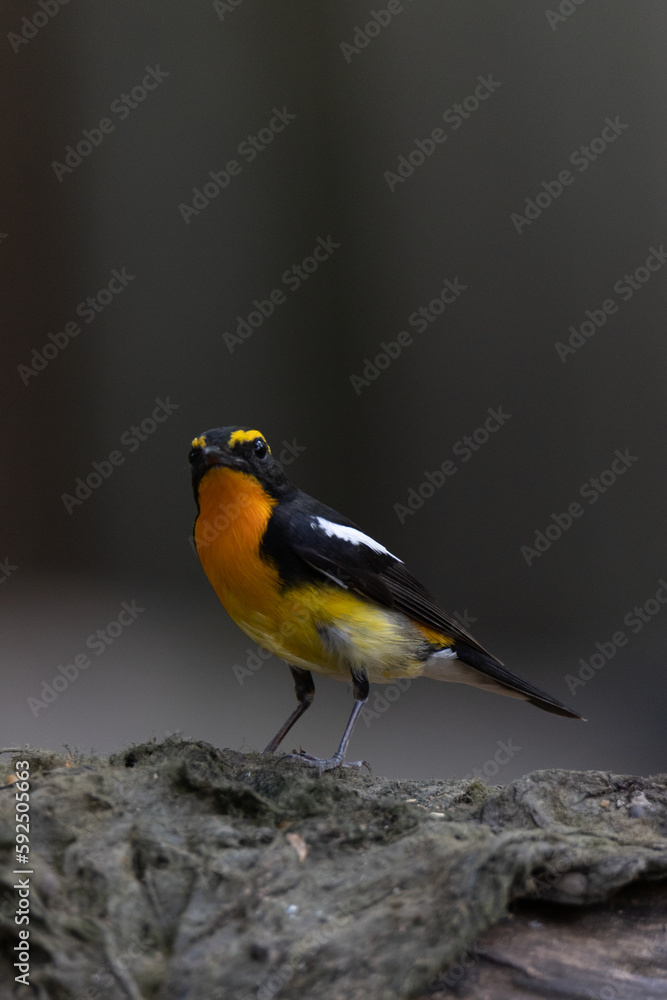 Obraz premium Male Narcissus Flycatcher in the wild 