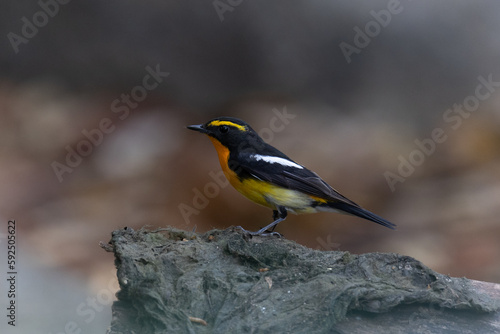 Male Narcissus Flycatcher in the wild
