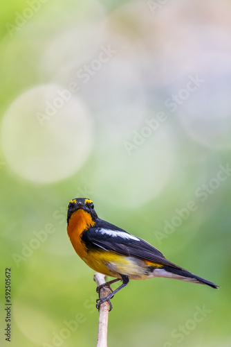 Male Narcissus Flycatcher in the wild
