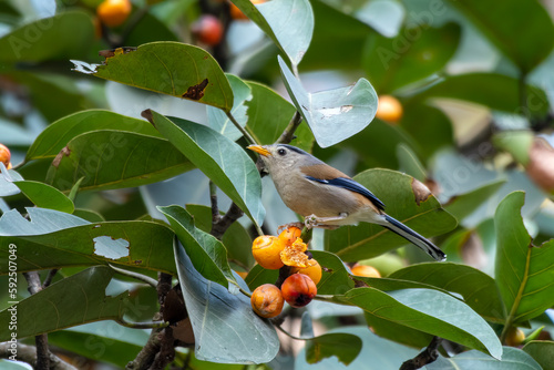 Blue-winged minla or Actinodura cyanouroptera seen in Rongtong in West Bengal photo