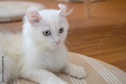 Fototapeta Naklejka Na Ścianę i Meble -  Cute cat looking around, concept of pets, domestic animals. Close-up portrait of cat sitting down looking around