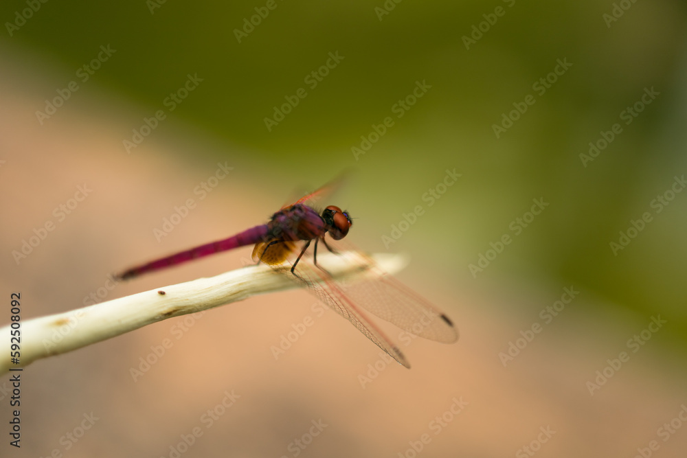 close up of a dragonfly sitting on branch with defocus bokeh background, selective focus close up of a dragonfly sitting on branch with defocus bokeh background, selective focus