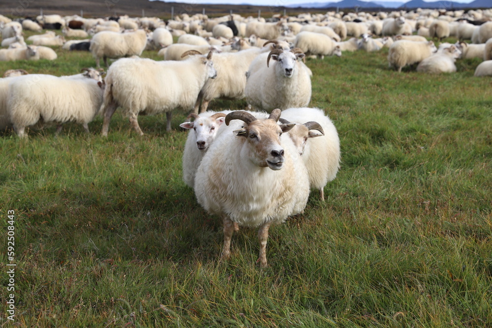 Fototapeta premium Icelandic sheep flock in Iceland