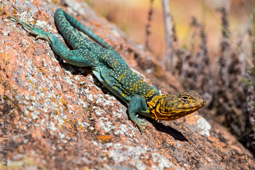 Eastern Collard Lizard on Rock Eastern Collard Lizard on Rock