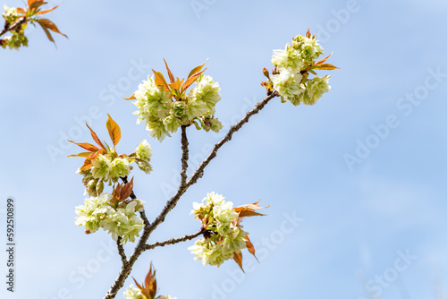 Green cherry blossom of Cerasus Sato-zakura Group ‘Gioiko’ in Japan in April