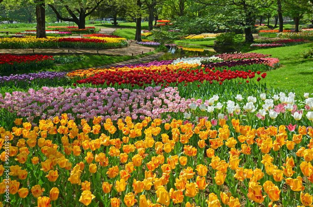 Tulip garden at Showa Kinen Park in Tachikawa City, Tokyo Tulip garden at Showa Kinen Park in Tachikawa City, Tokyo