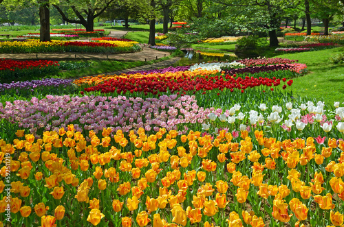 Tulip garden at Showa Kinen Park in Tachikawa City, Tokyo
