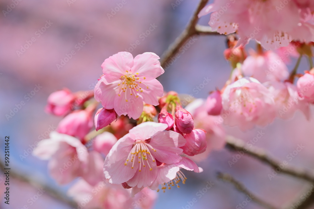 Obraz premium 満開の陽光桜のクローズアップ