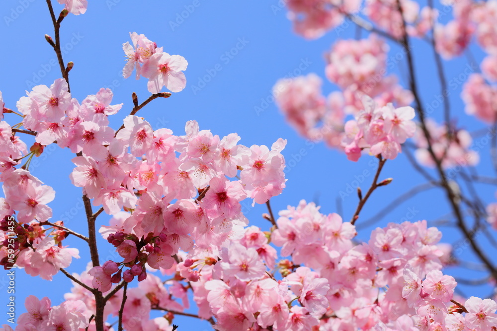 青空に映える満開の陽光桜 青空に映える満開の陽光桜