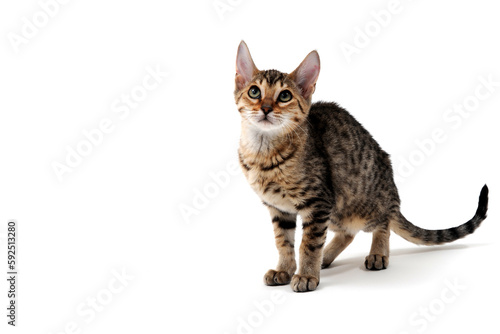 Purebred smooth-haired cat on a white isolated background © Евгений Порохин