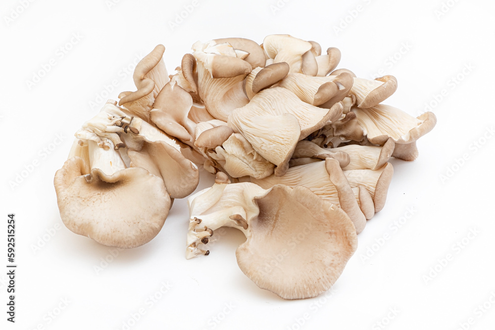 Fototapeta premium Oyster mushrooms - Pleurotus ostreatus isolated on a white background