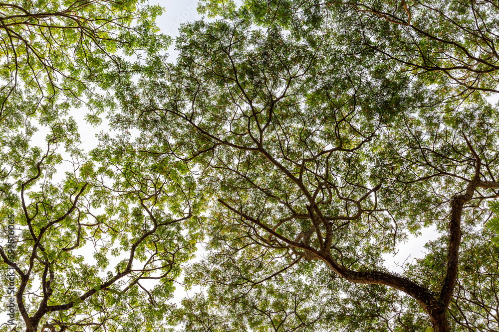 Obraz premium Abstract image of tree trunks and leafs with morning sunlight. Crown shyness phenomena. Green nature.