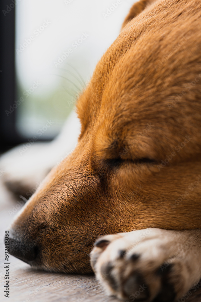 Jack Russell Terrier sleeps near the window