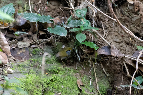 Grey-bellied tesia or Tesia cyaniventer seen in Rongtong in West Bengal, India © Mihir Joshi