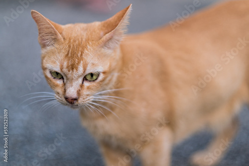 cat muzzle looks around, red cat, orange cat