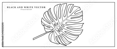 Black and white illustration of a large monstera leaf for coloring books, decor, postcards, wallpapers, presentations