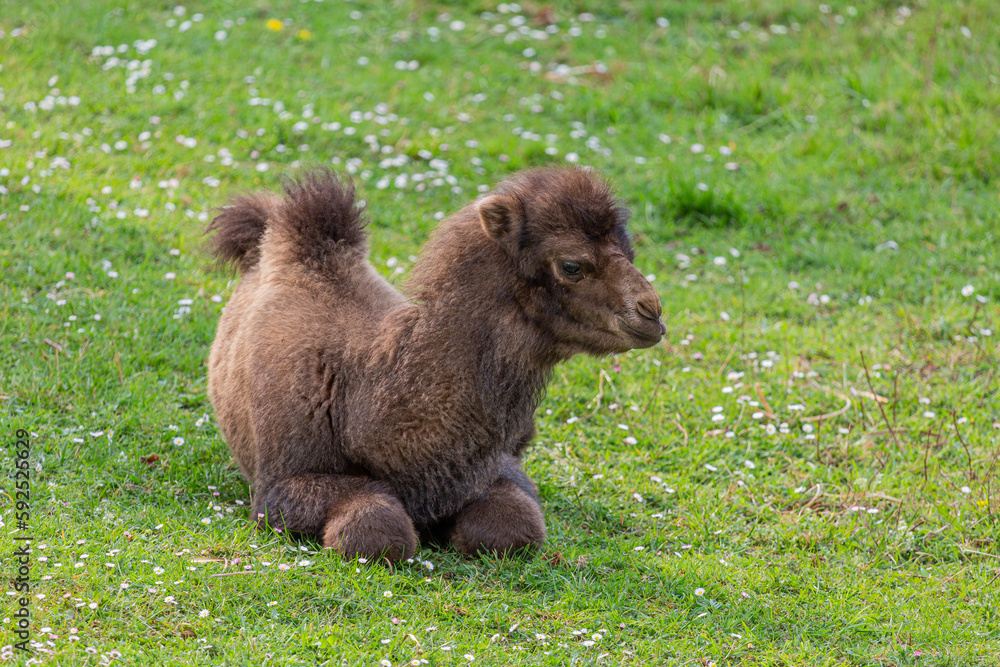 Camelus bactrianus. Young Bactrian camel lying in the meadow. Cabárceno Nature Park, Cantabria, Spain. Camelus bactrianus. Young Bactrian camel lying in the meadow. Cabárceno Nature Park, Cantabria, Spain.