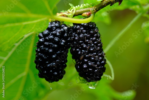 Morus alba, known as white mulberry, is a fast-growing, small to medium-sized mulberry tree which grows to 10–20 m tall. It is generally a short-lived tree with a lifespan comparable to that of humans photo