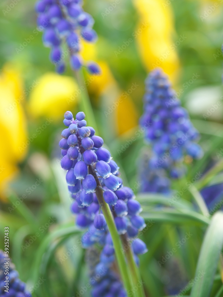 初春・ムスカリの花 初春・ムスカリの花