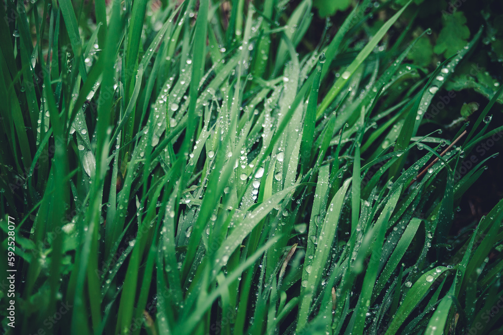 Obraz premium Natural background, green grass in the garden. Morning dew on the leaves, large drops