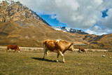 beautiful cows graze in the mountains