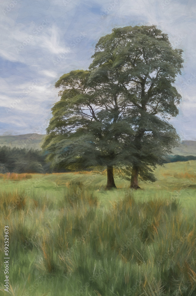 Digital painting of two Sycamore trees growing in the marshy fields in the Peak District. Digital painting of two Sycamore trees growing in the marshy fields in the Peak District.