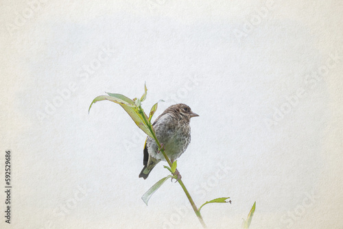 Colourful juvenile European Goldfinch. A digital watercolour painting of Carduelis carduelis in a tree.