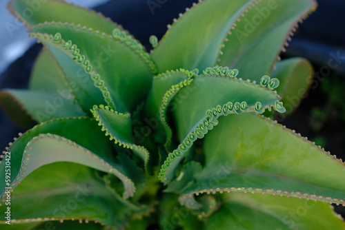 Kalanchoe Daigremontiana, mother of thousands, alligator plant is a succulent plant native to Madagascar. It can propagate vegetatively from plantlets that develop on its leaf margins. Toxic steroid.