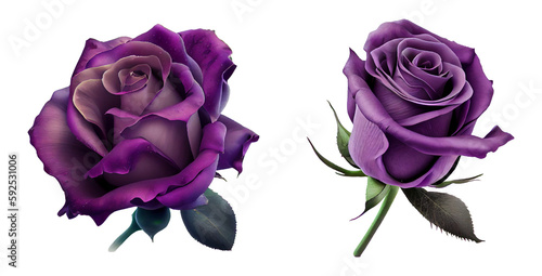 purple roses isolated on a transparent background. Spring flowers for layouts, cards, mockups, invitation etc.
