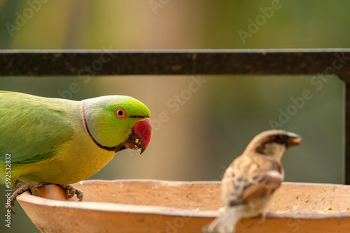 Close up view of the green rose-ringed (Psittacula krameri) parakeet also known as the ring-necked parakeet taking food from clay pot at open balcony.