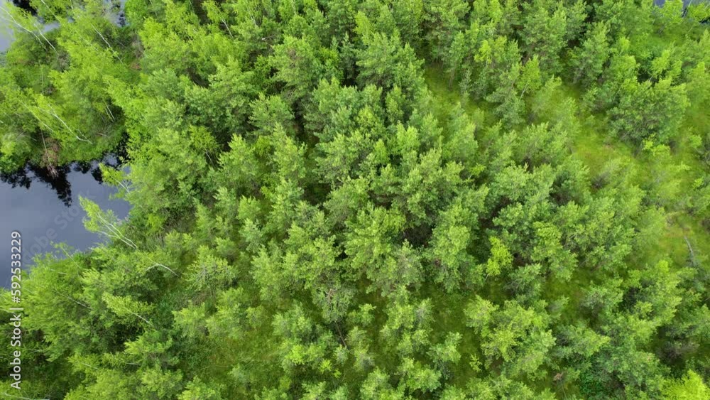Lake in the forest with a drone Lake in the forest with a drone