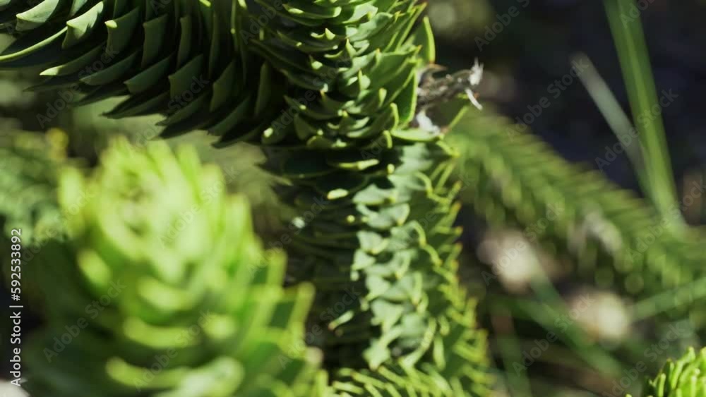 slow motion of a detail of Araucaria tree branch, also evergreen coniferous tree or monkey tail tree, with thick sharp needles, close to Lanin volcano in the border region between Argentina and Chile. slow motion of a detail of Araucaria tree branch, also evergreen coniferous tree or monkey tail tree, with thick sharp needles, close to Lanin volcano in the border region between Argentina and Chile.
