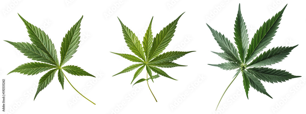 Three times a leaf of the cannabis or hemp plant, Generative AI