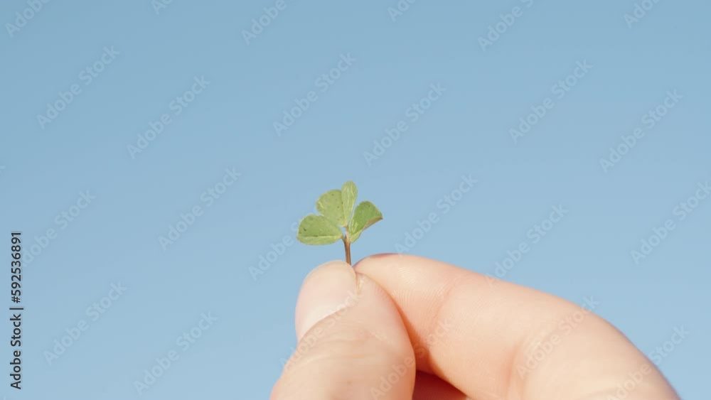 Female fingers rotate a leaf of clover against the sky, close-up. Female fingers rotate a leaf of clover against the sky, close-up.
