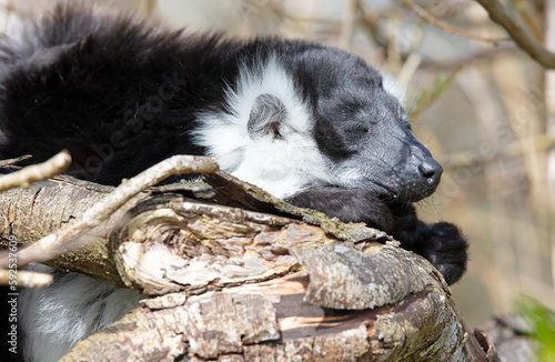 Endemic Black-and-white ruffed lemur photo