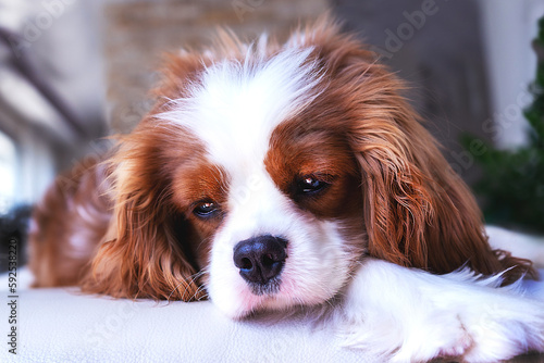 Cavalier King Charles Spaniel puppy. Portrait of a beloved puppy Cavalier King Charles Spaniel at home. Animal emotions,  pets. Lonely sad dog. © Irina Bo 