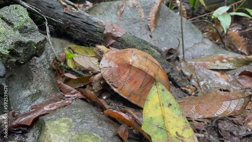 A beautiful asian leaf turtle in the jungle photo