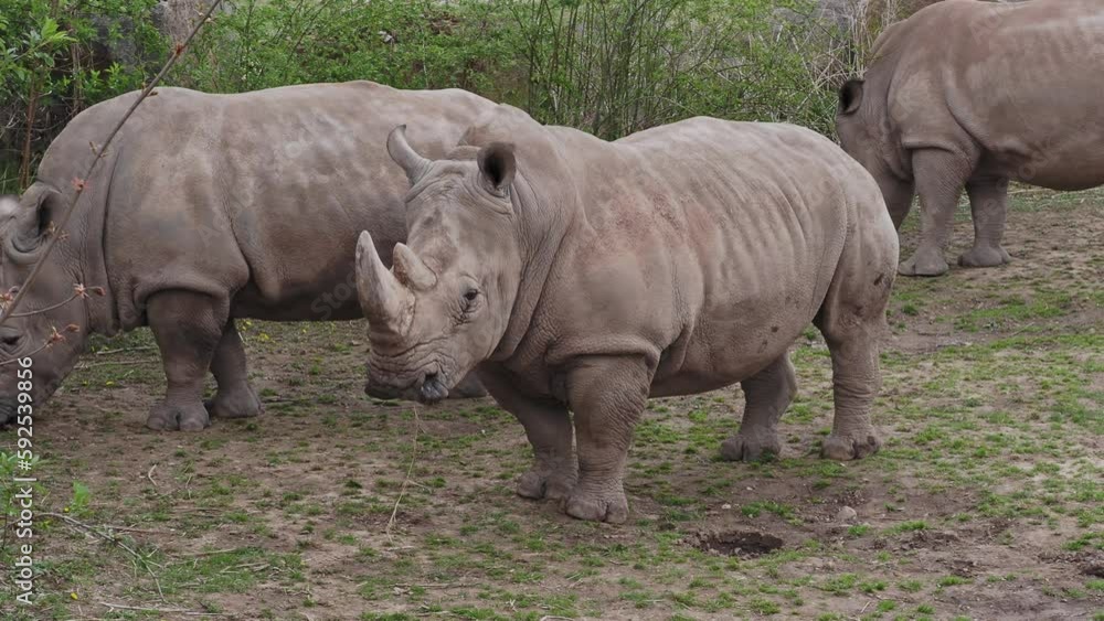 Southern white rhinoceros (Ceratotherium simum simum). Southern white rhinoceros (Ceratotherium simum simum).