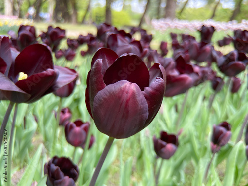 bunch of Paul Scherer tulips in the garden photo