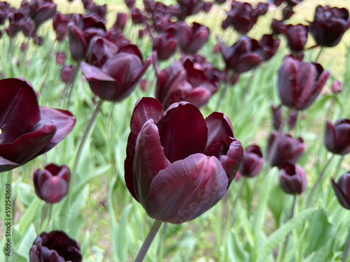 bunch of Paul Scherer tulips in the garden photo