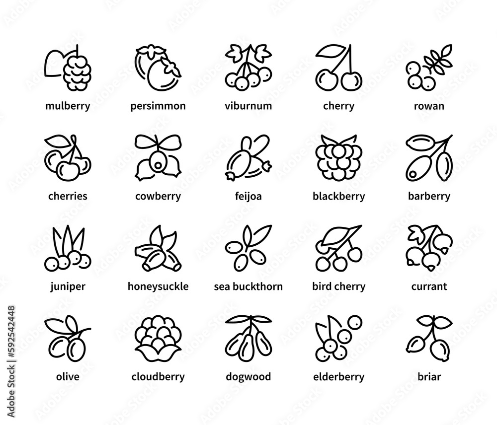 Obraz premium Berry simple set of vector linear icons. Isolated collection of berries icons on white background. Vector symbol set of berries.