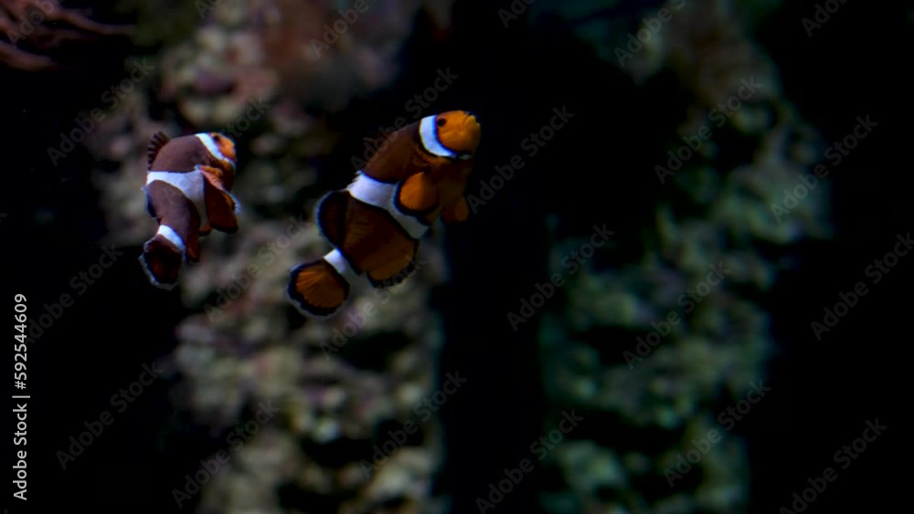 fish swimming on bottom with algae beautiful background soothing music falling relax screen