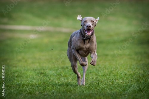 Weimaraner dog in action in park