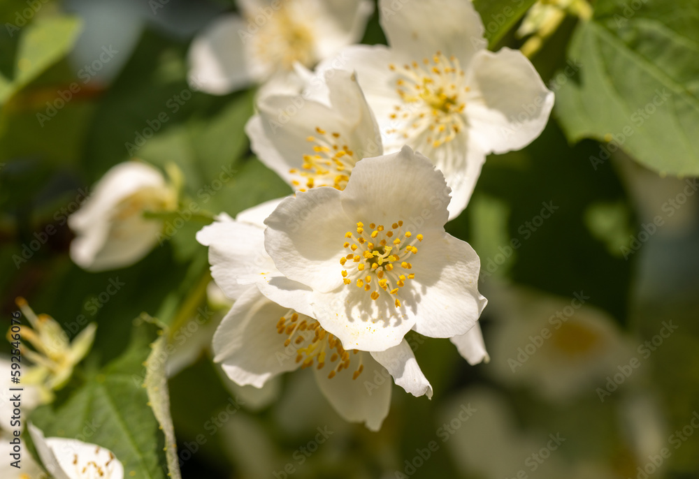 Beautiful white jasmine blossom flowers in spring time. Background with flowering jasmin bush. Beautiful white jasmine blossom flowers in spring time. Background with flowering jasmin bush.
