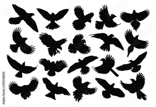 Obraz na plátně A set of silhouettes birds of prey and seabirds in flight.