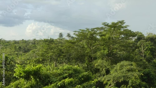 Aerial shot above the rainforest with a large tree sticking out, in Ivory Coast