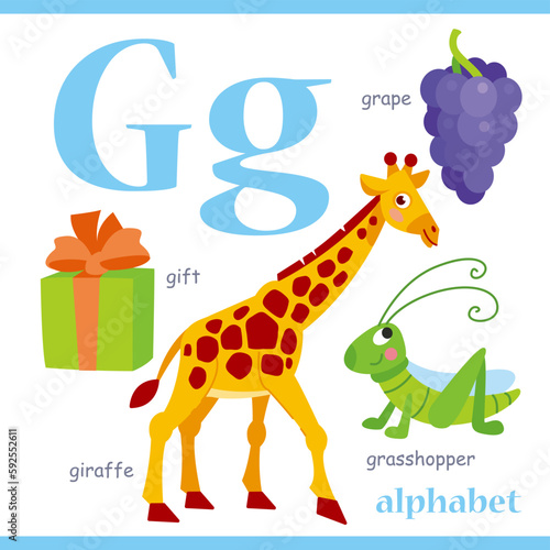 Alphabet letter G with cartoon vocabulary illustration  giraffe  grape  gift  grasshopper. Cute children ABC alphabet flash card with letter G for kids learning English vocabulary.