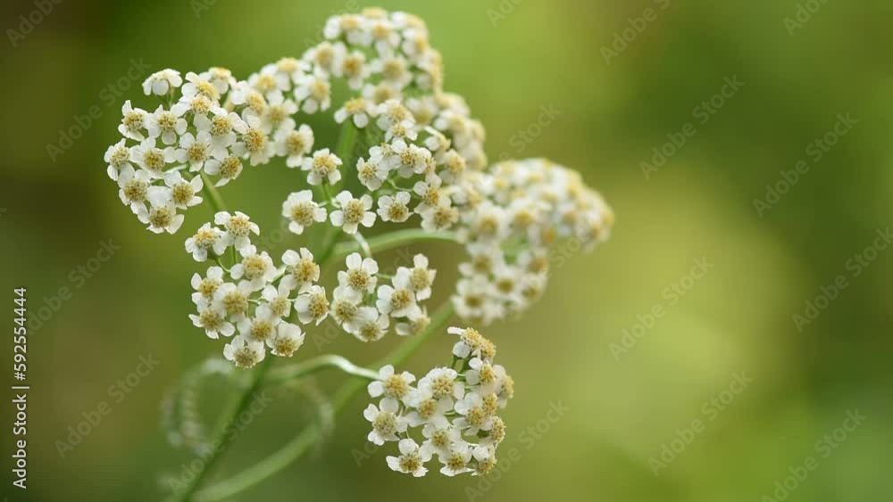 Yarrow or Achillea millefolium flowers on nature background. Yarrow or Achillea millefolium flowers on nature background.